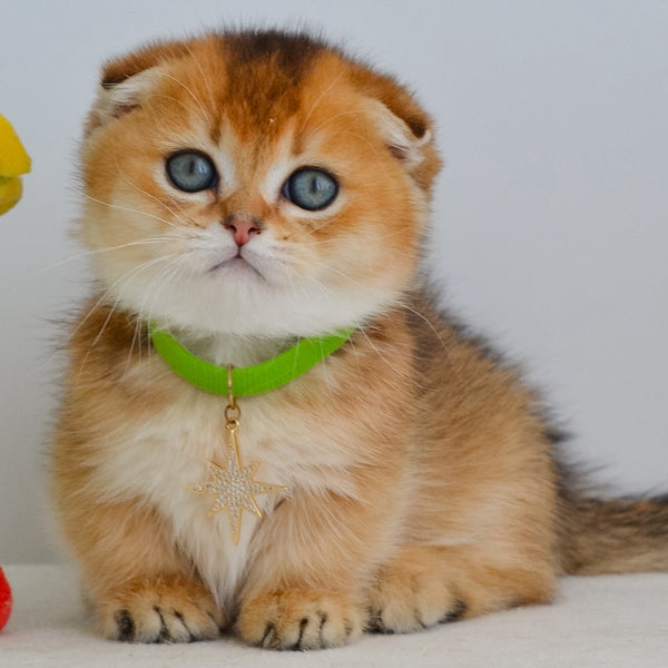Hudson Munchkin male, black golden ticked tabby