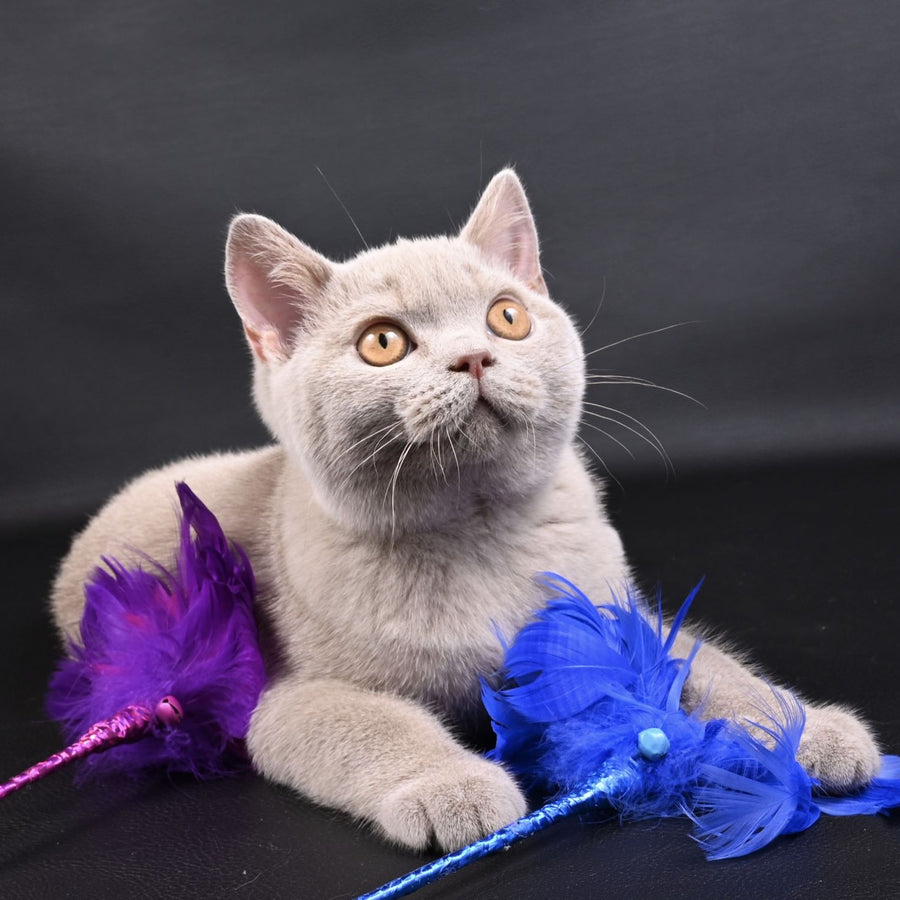 Nectar British Shorthair male, fawn