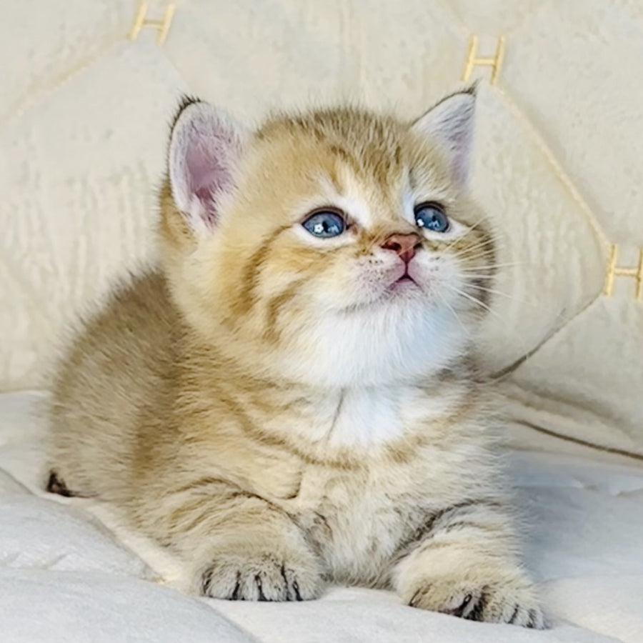 Grant British Shorthair male, chocolate golden spotted tabby