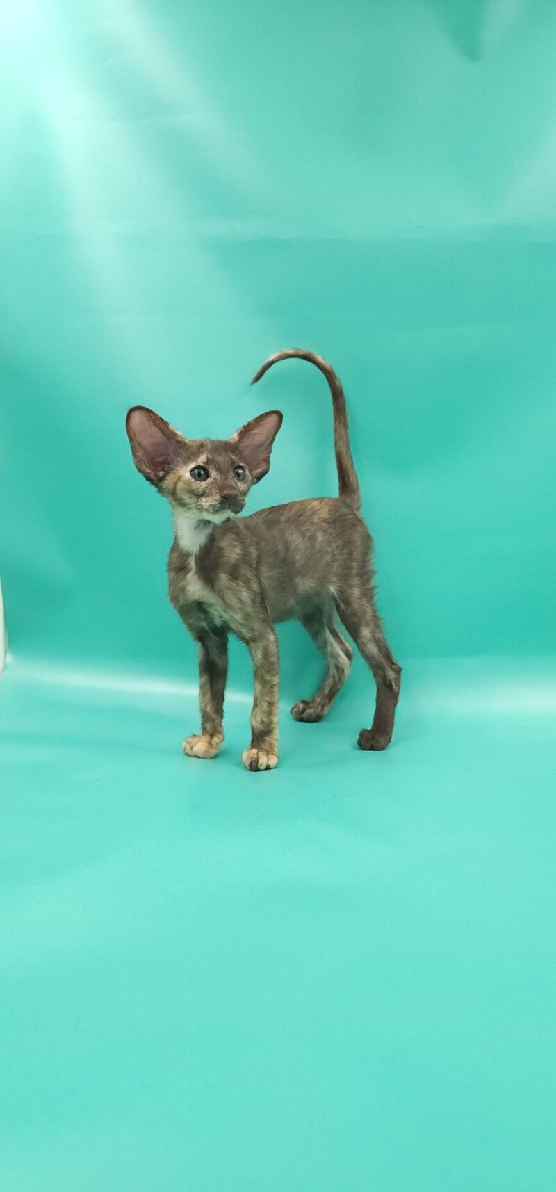 Sayuri Oriental Shorthair female, chocolate tortie