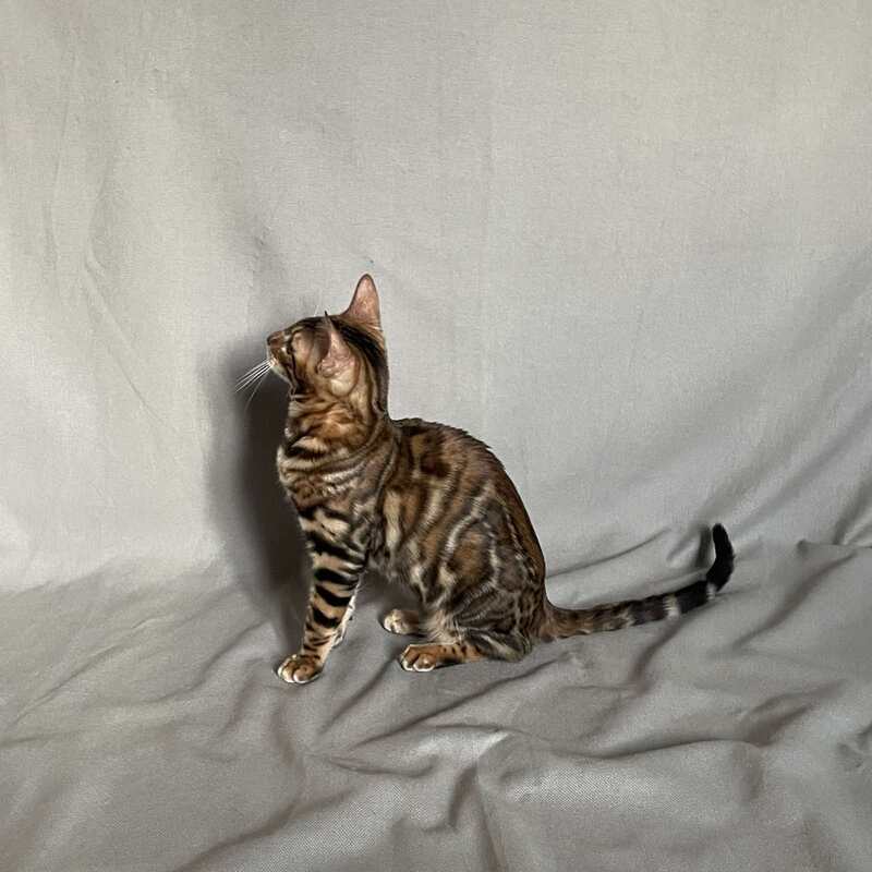 Joker Bengal male, black spotted tabby