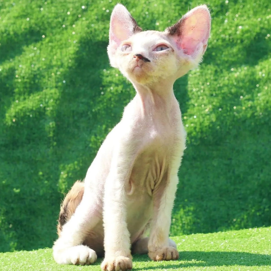 Аlfa Romeo Devon Rex female, black tortie pointed harlequin