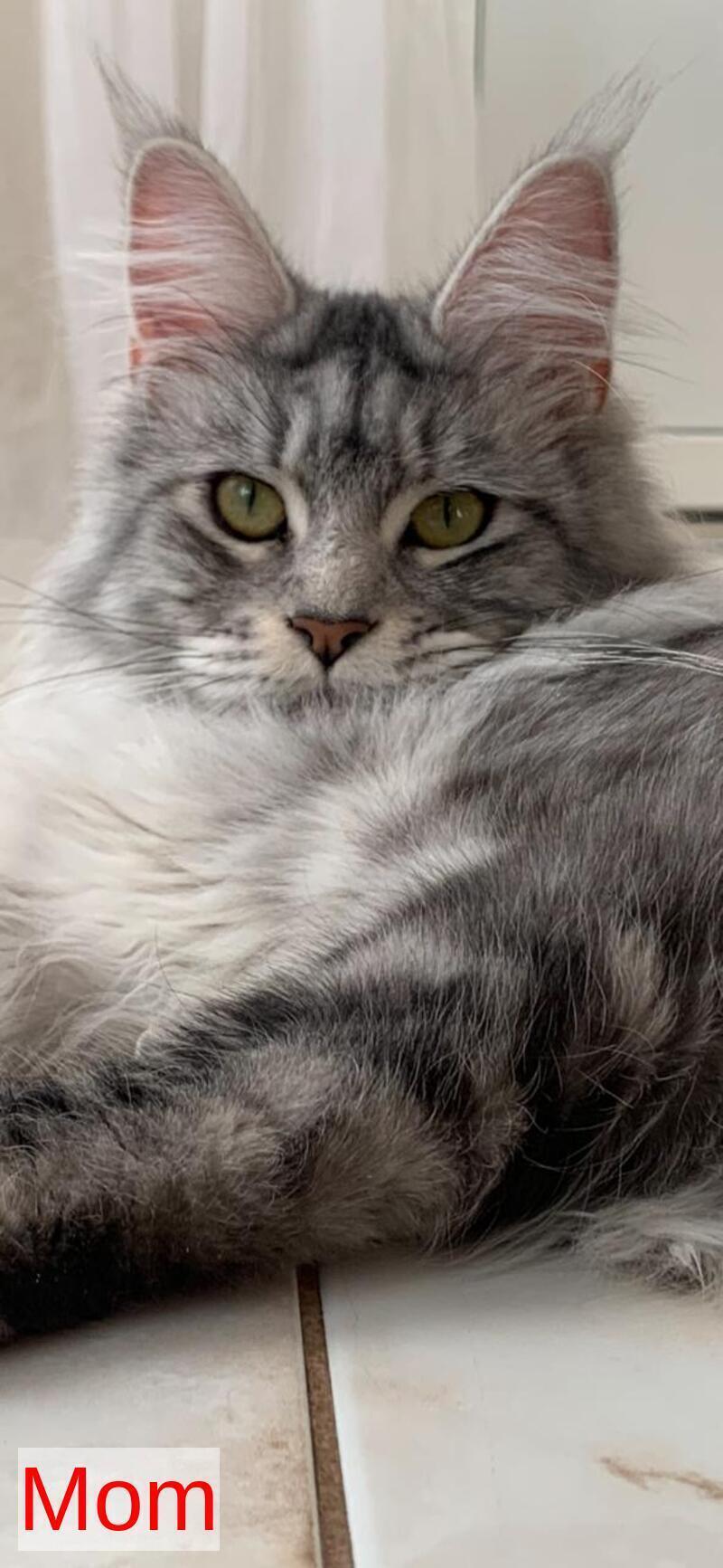 Iliya Maine Coon male black tabby live animals