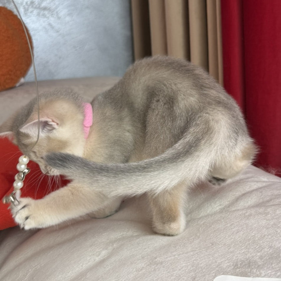 Elpati Scottish Straight female, blue golden shaded