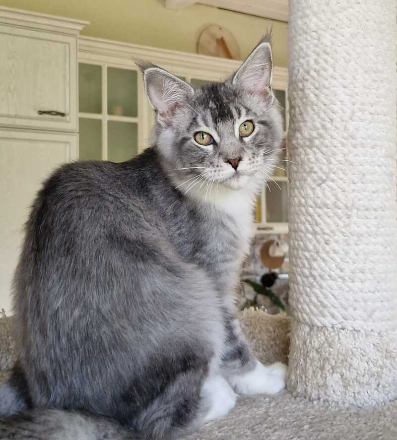 Archi Maine Coon male, black silver with white