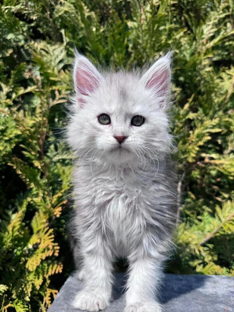 Evelynа Maine Coon female black silver ticked tabby - live animals