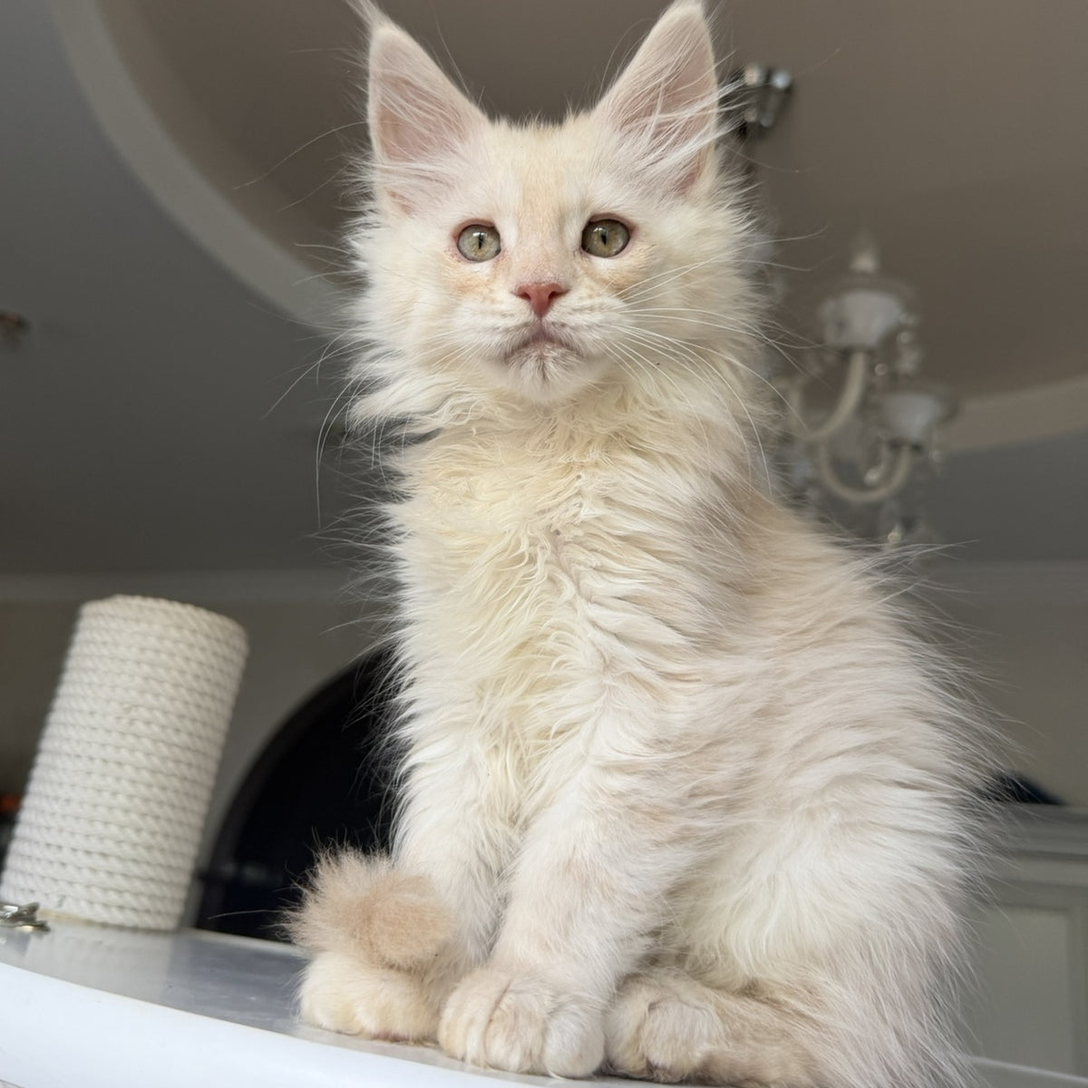 Darvin Maine Coon male, cream silver tabby