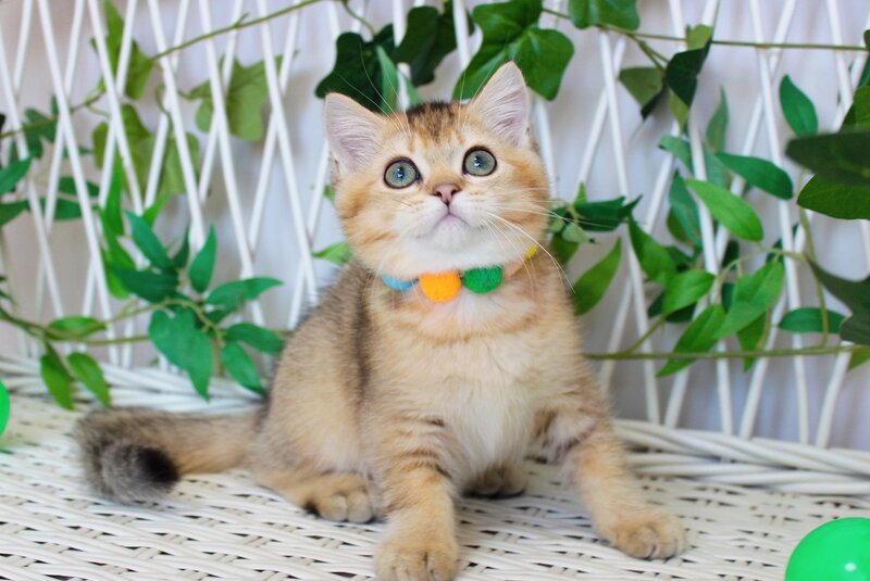 Ivan British Shorthair male, black golden ticked tabby