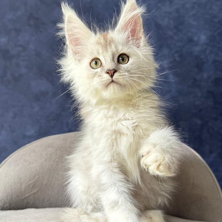 Wafan Maine Coon male, black silver ticked tabby