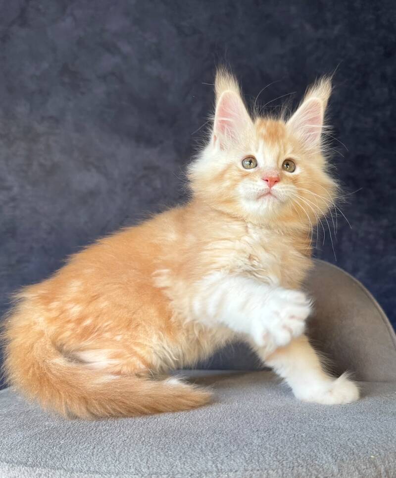 Han-Solo Maine Coon male, red silver ticked tabby