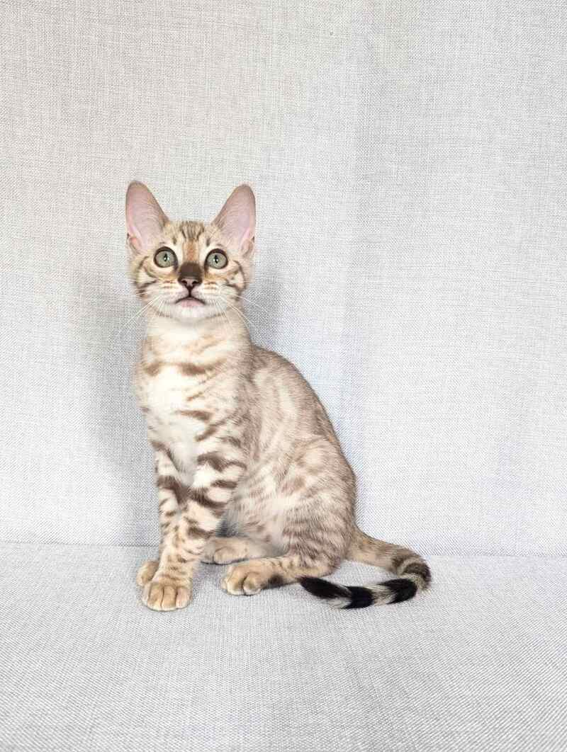 Yuki Bengal female black spotted tabby pointed - live animals