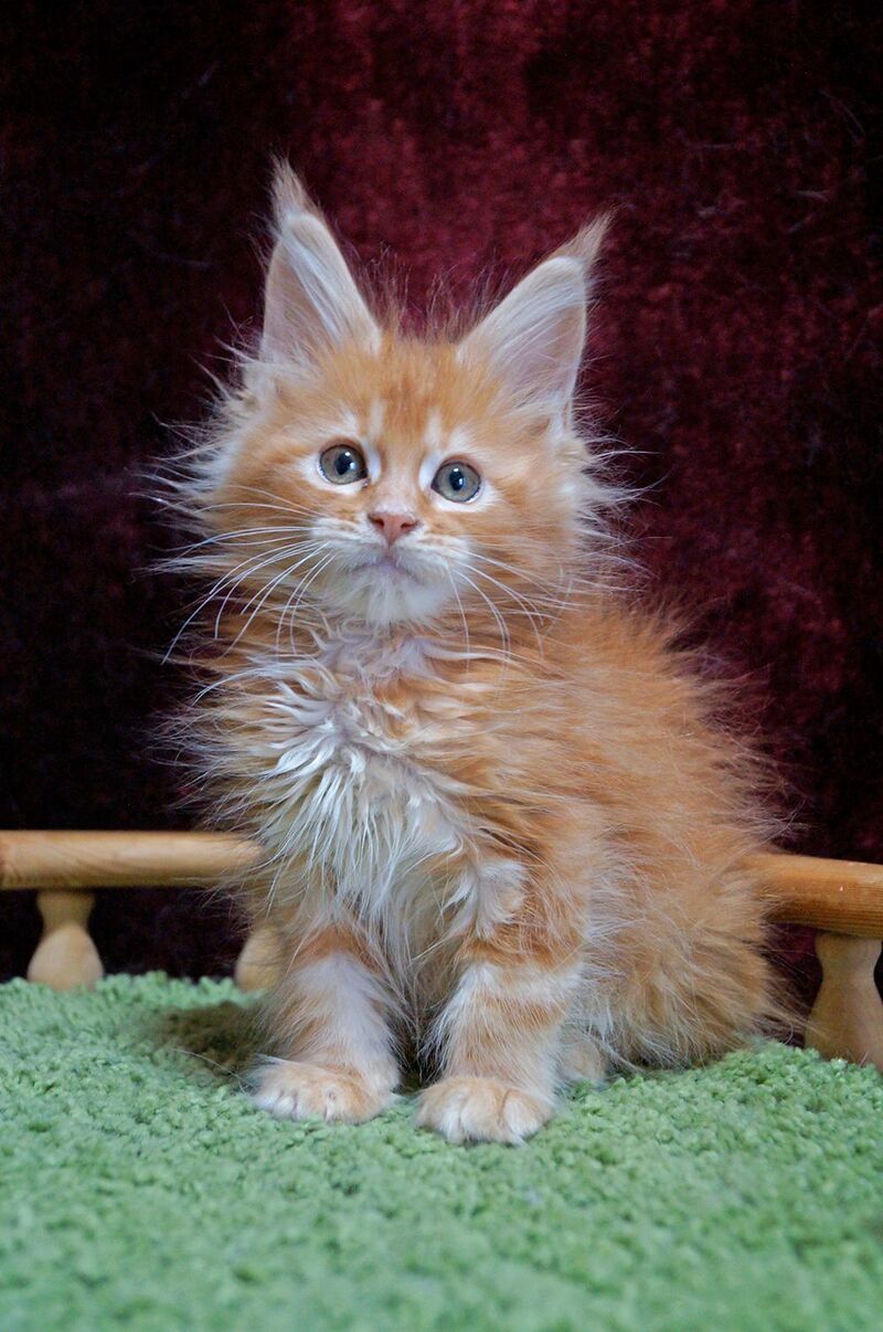 Orel Maine Coon male red silver tabby - live animals