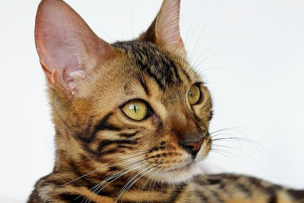 Lola Bengal female black spotted tabby - live animals