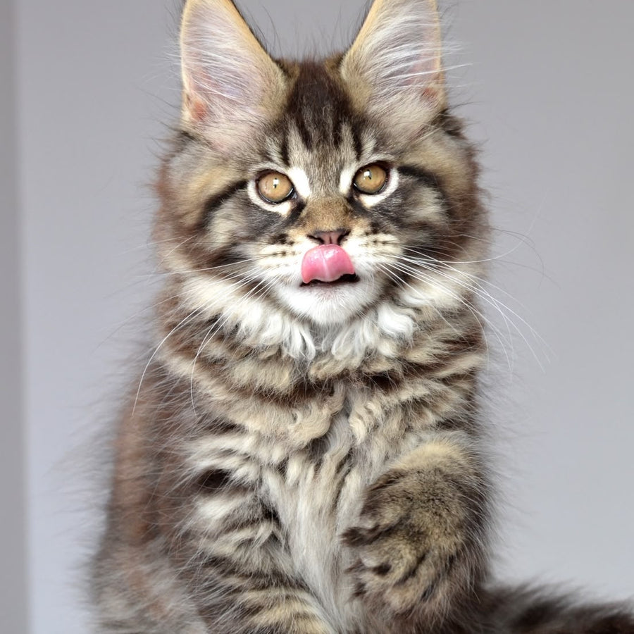Juliet Maine Coon female, black spotted tabby