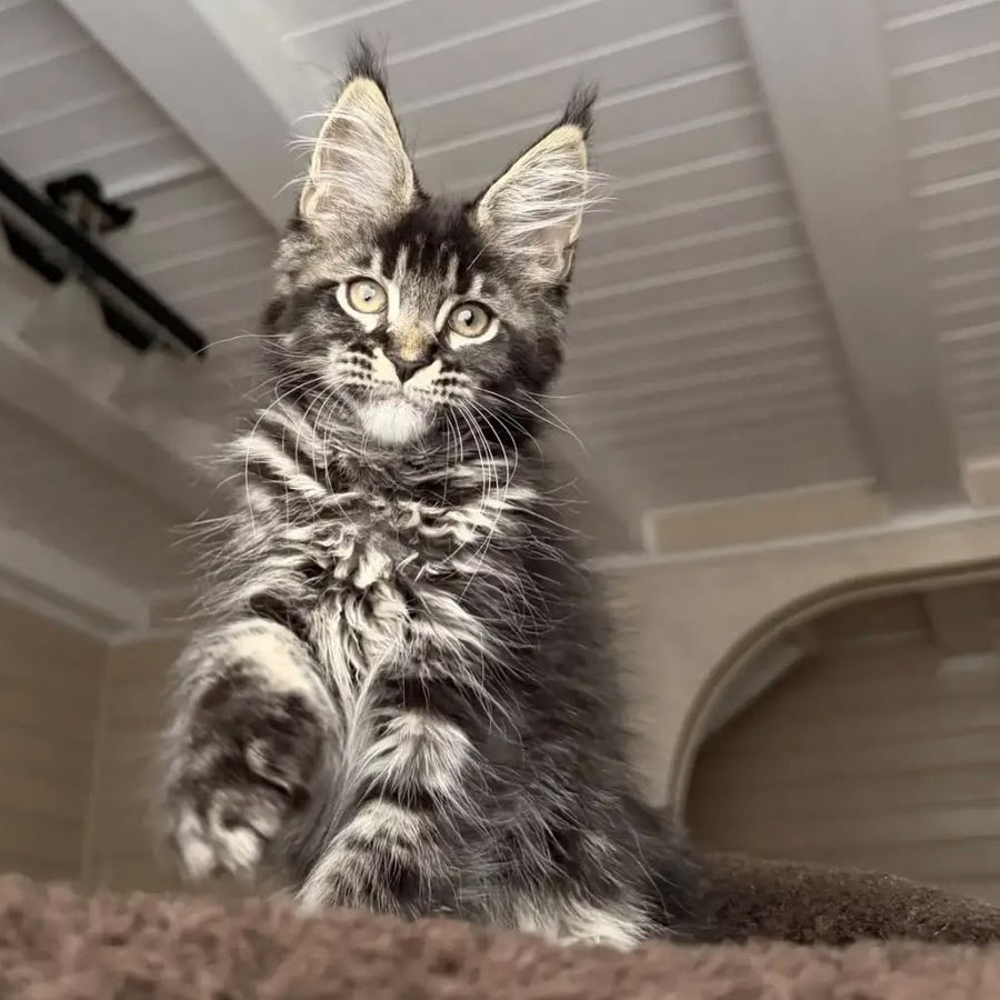 Chilli Maine Coon female, black tabby