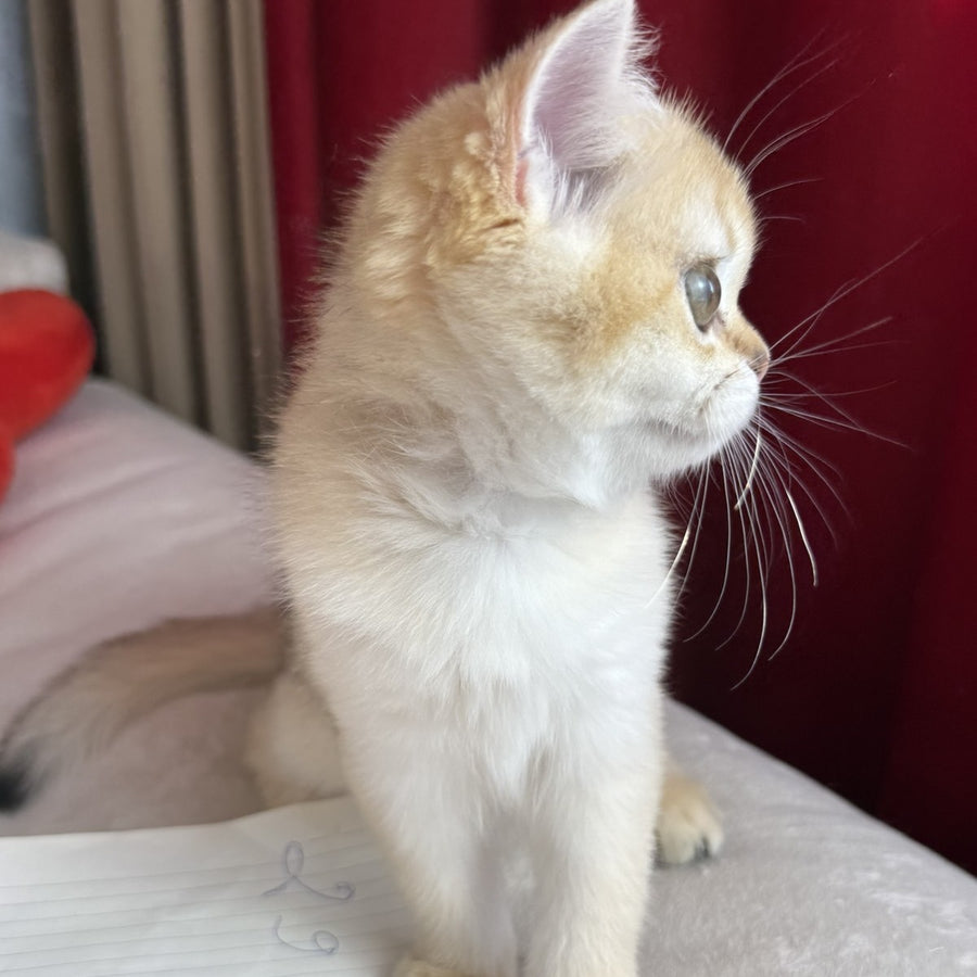 Elvira Scottish Straight female, black golden shaded