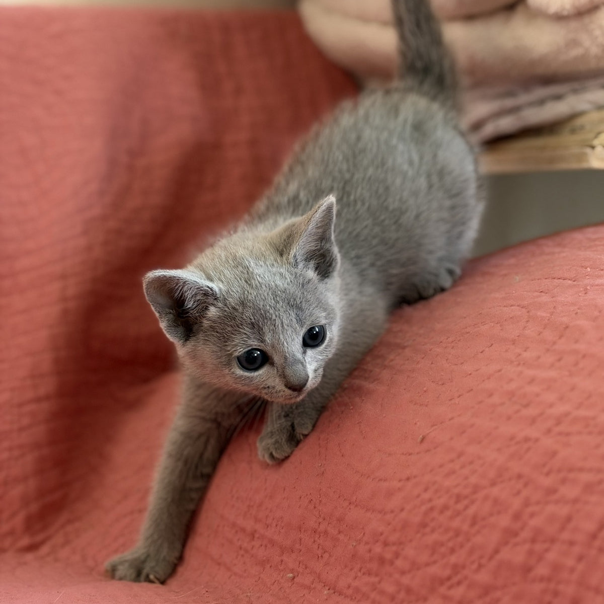 Nina Russian Blue female, blue