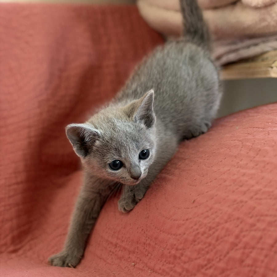 Nina Russian Blue female, blue