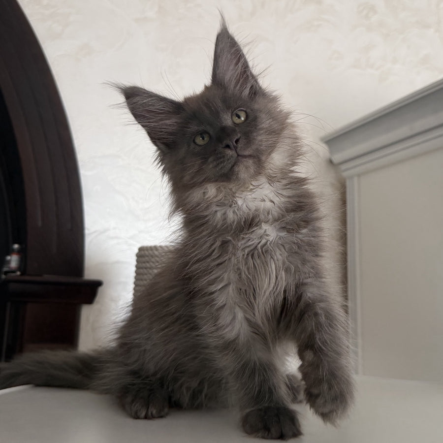 Ahata Maine Coon female, black silver