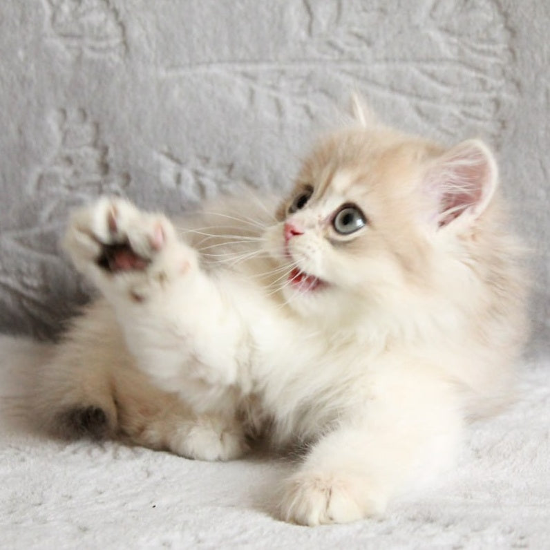 Kaiser British Longhair male, blue golden chinchilla