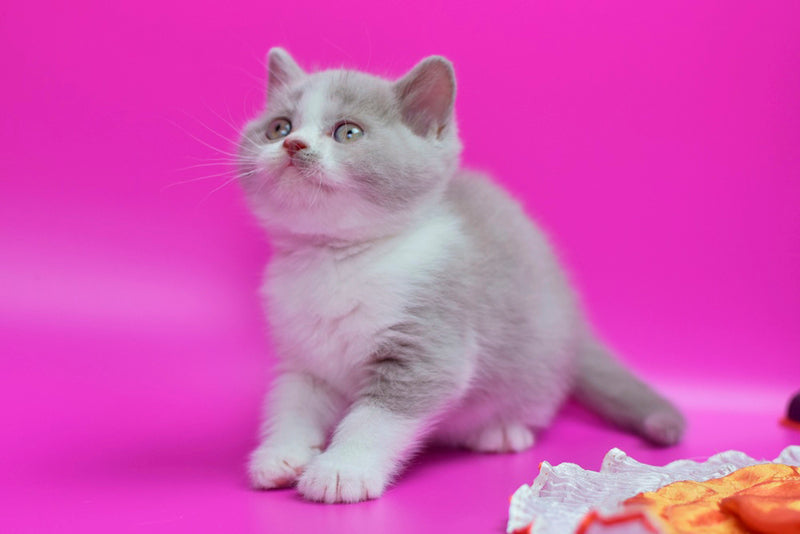 Quper British Shorthair male, lilac bicolour