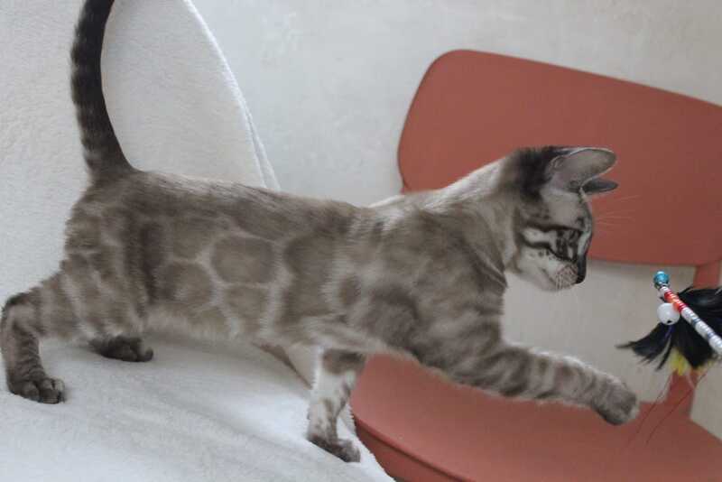Vakula Bengal male, black amber spotted tabby pointed
