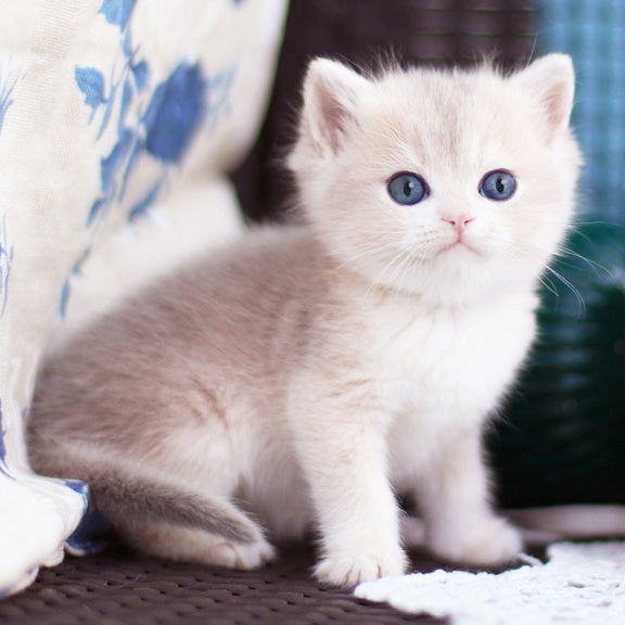 Fakira British Shorthair female, blue golden shaded