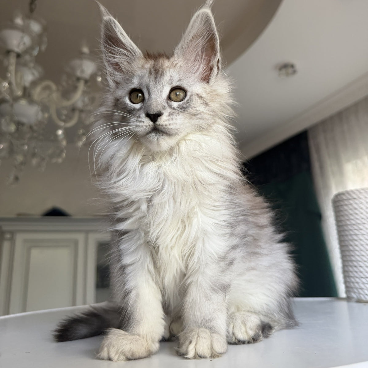 Daruna Maine Coon female, black silver tabby
