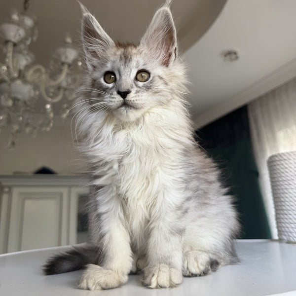 Daruna Maine Coon female, black silver tabby