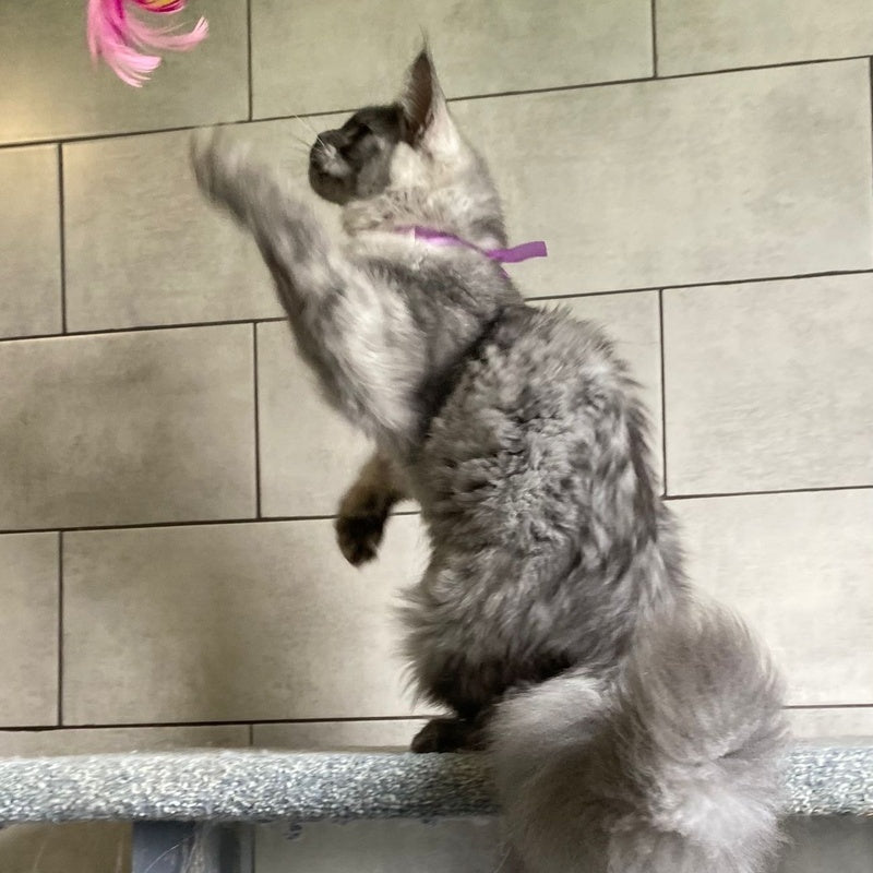 Quart Punch Maine Coon male, blue silver