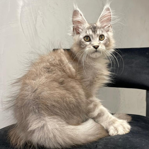 Markush Maine Coon male, blue silver ticked tabby