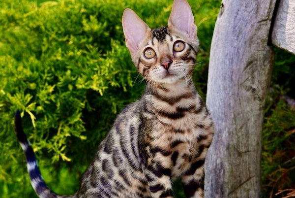 Mokko Bengal male black spotted tabby - live animals