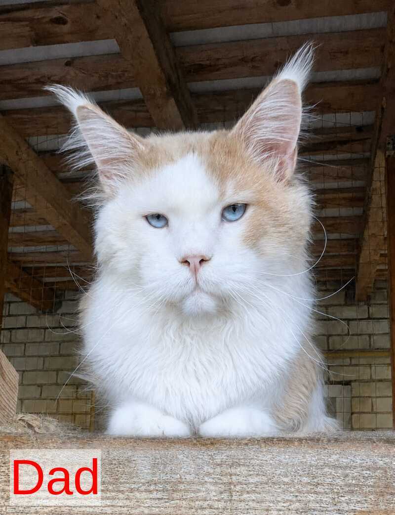 Baron Maine Coon polydactyl male, blue