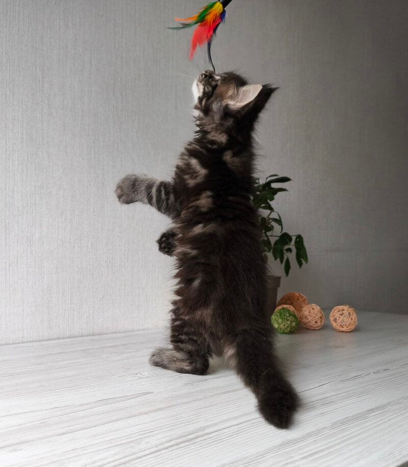 Hector Maine Coon male, black tabby