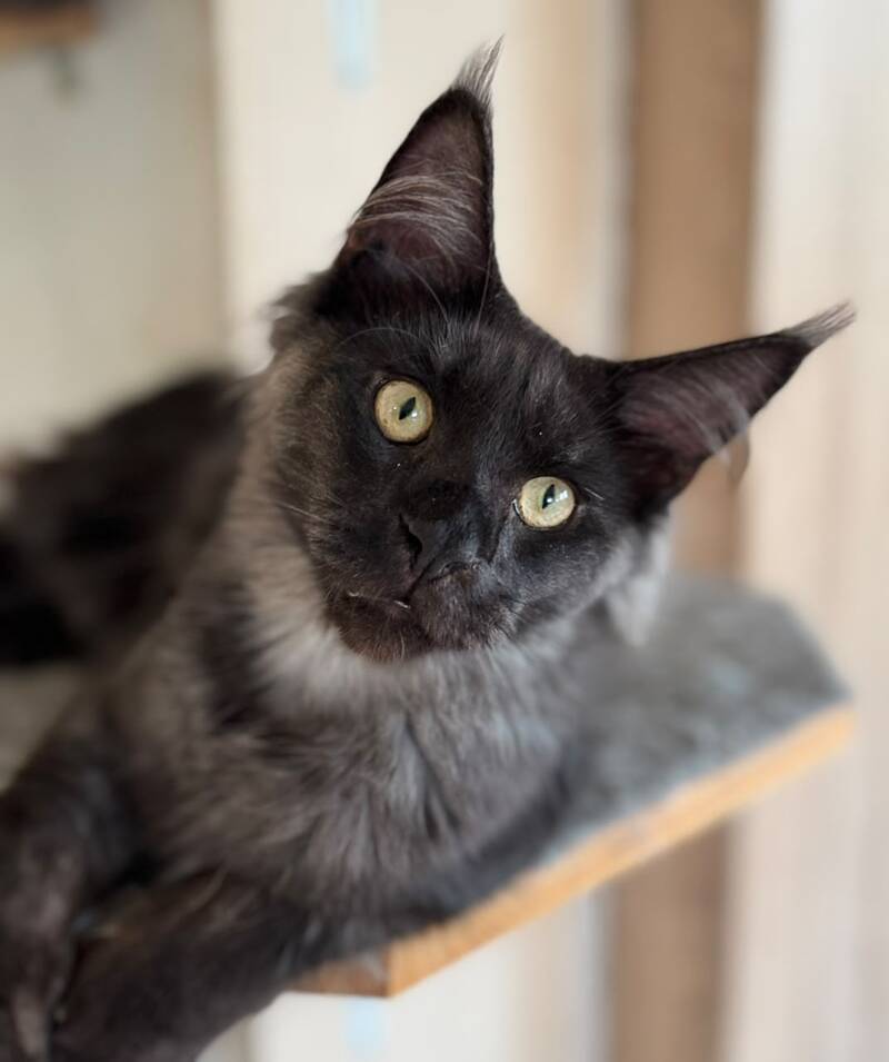Horus Maine Coon male, black silver