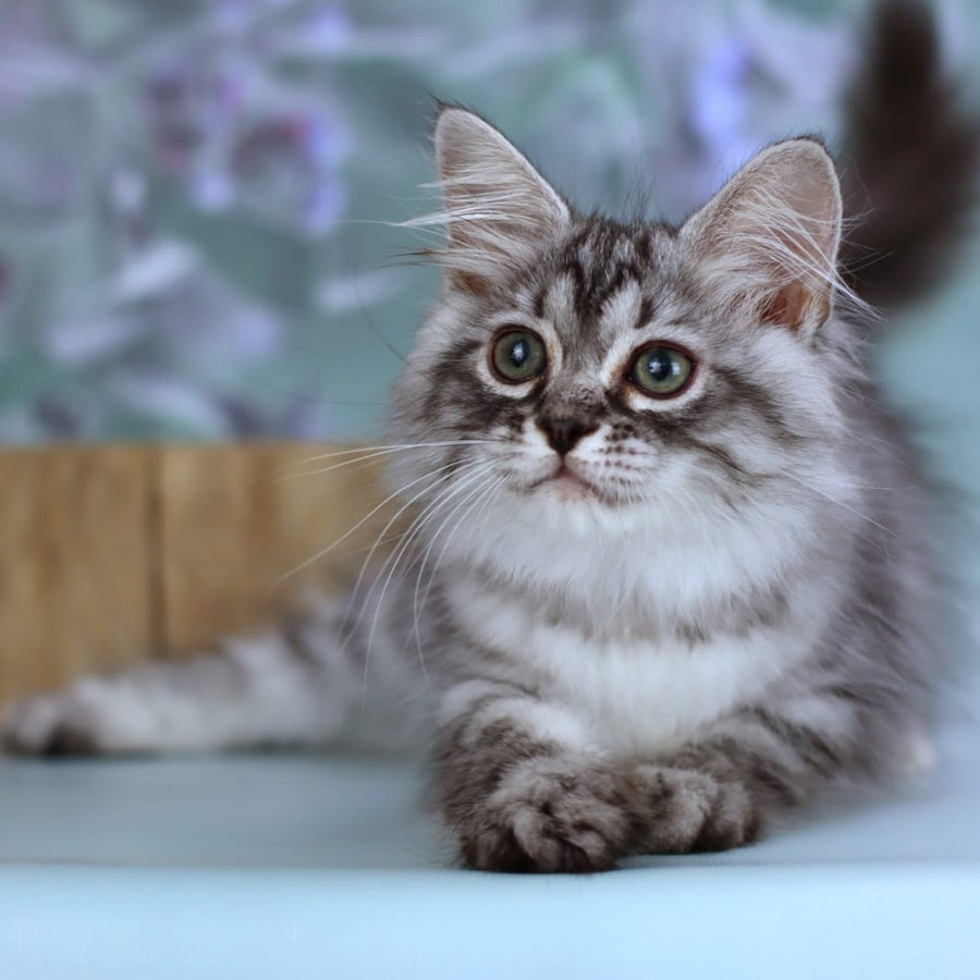 Germes Siberian male, black silver with white spotted tabby