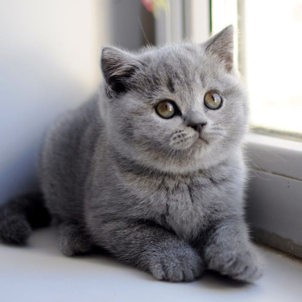 Teguila British Shorthair female, blue