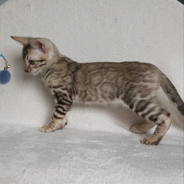 Max Bengal male, seal tabby