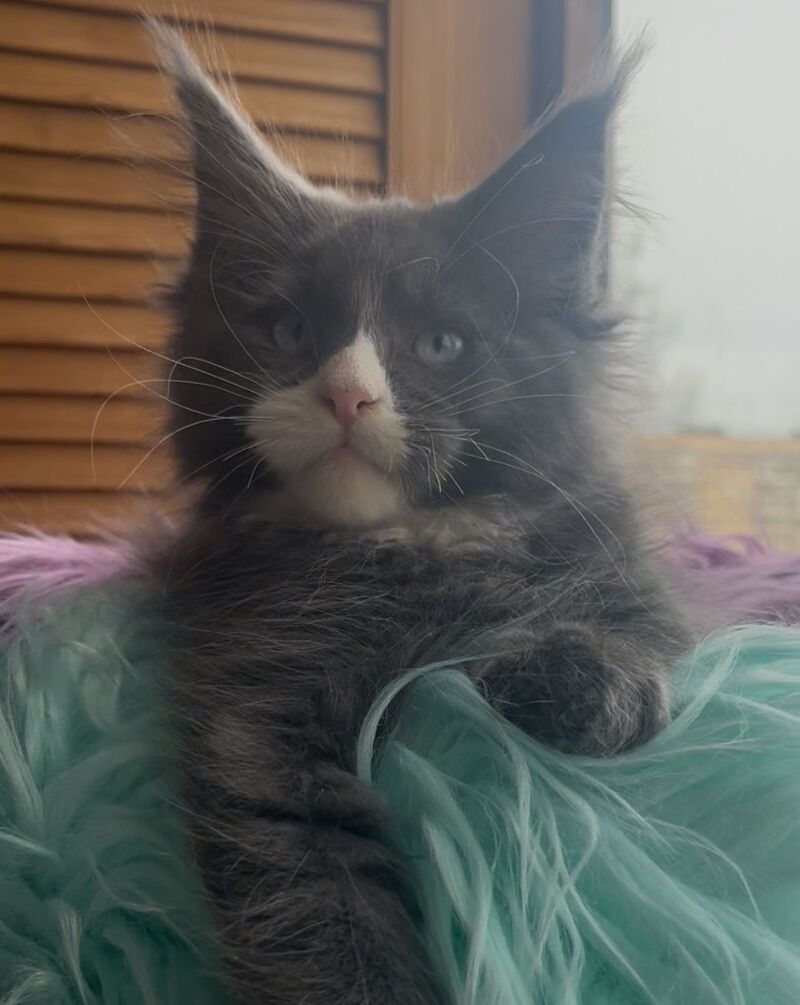 Hugo Maine Coon polydactyl male blue with white - live animals