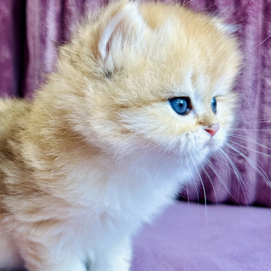 Jasmine British Longhair female, black golden spotted tabby