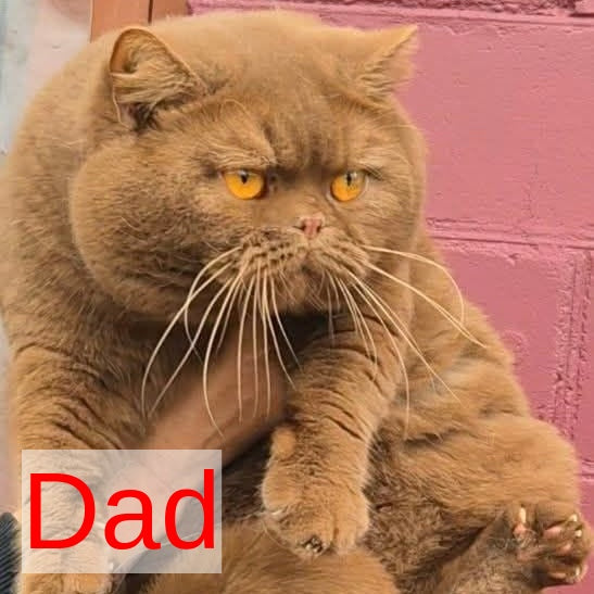 CapCake British Shorthair male, black bicolour