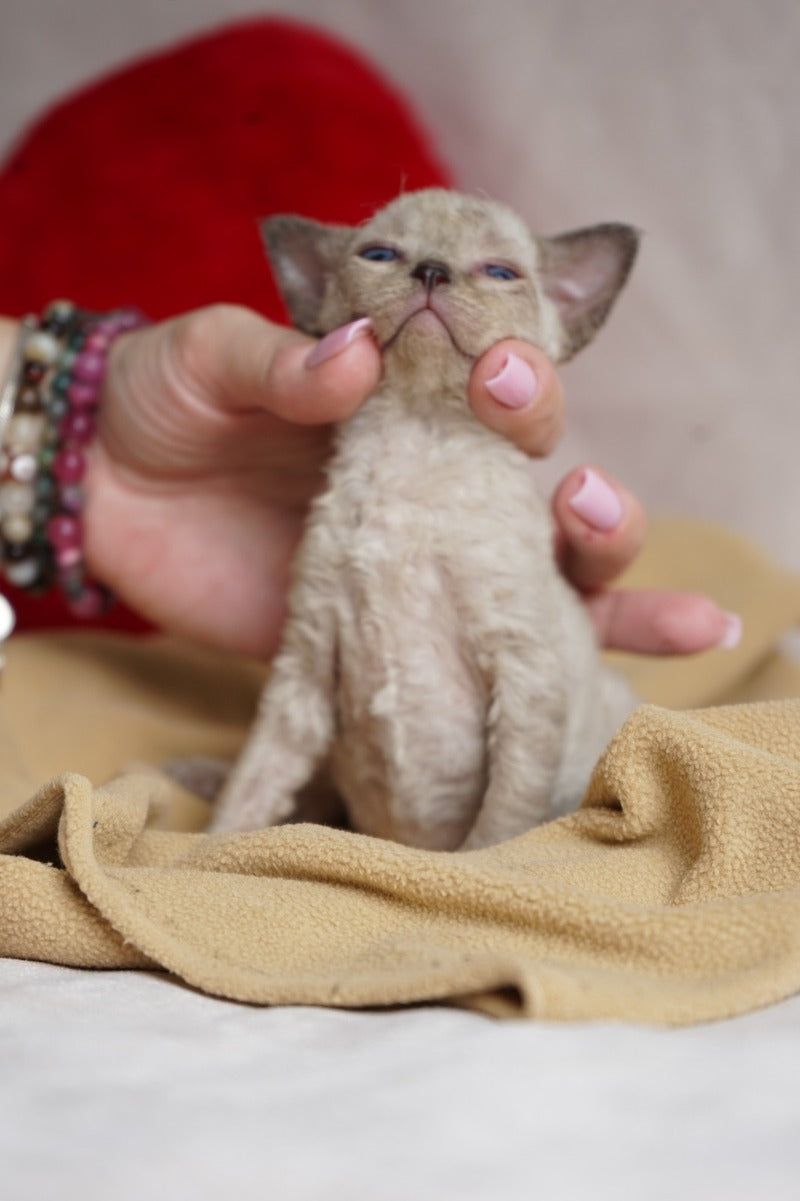 Nona Devon Rex female chocolate pointed - live animals