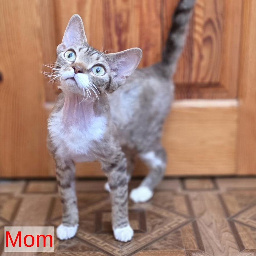 Yoda Devon Rex male, cinnamon harlequin