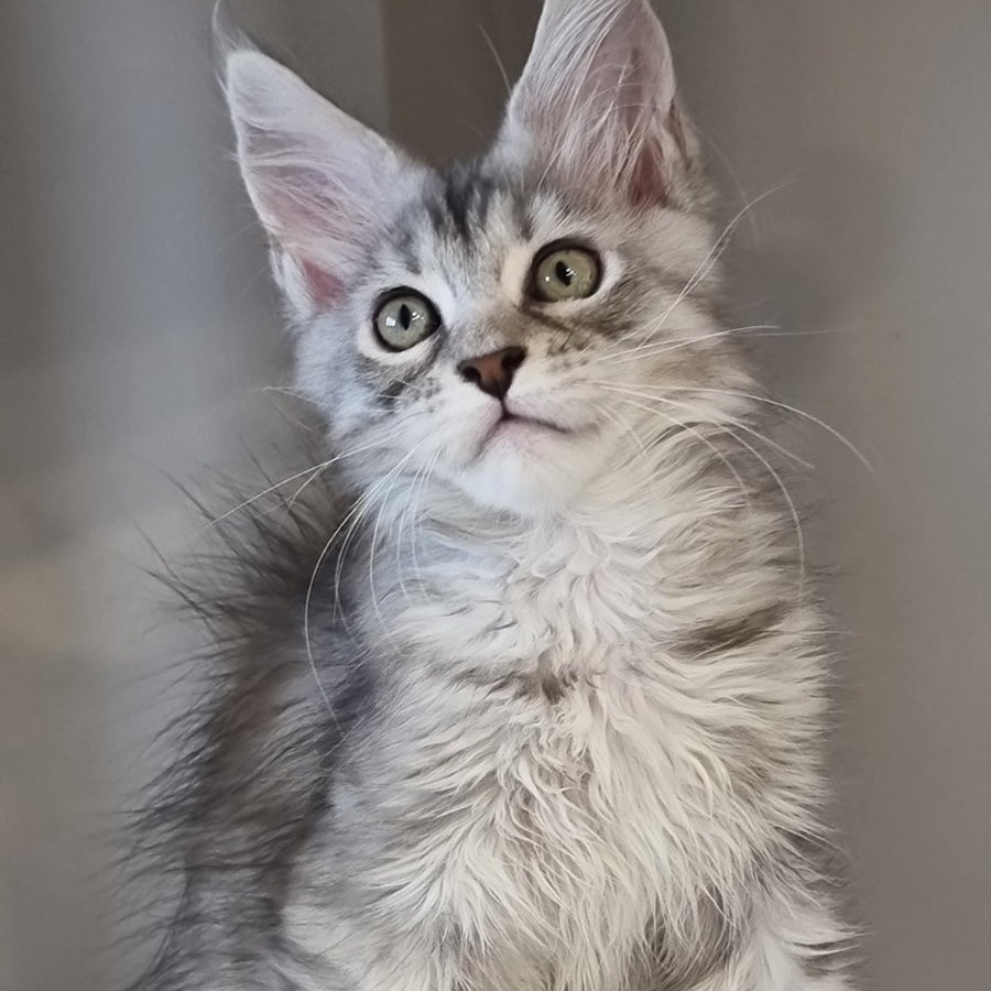 Elit Maine Coon male, black silver spotted tabby