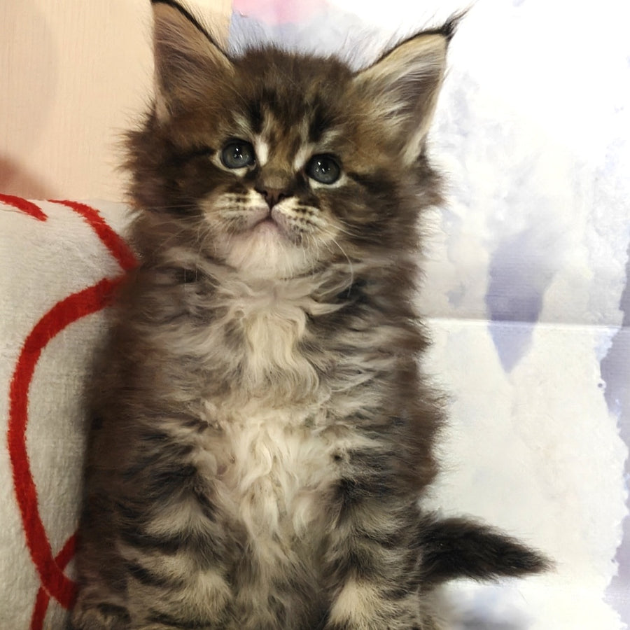 Barbie Maine Coon polydactyl 6x6x6x6 female, black tabby