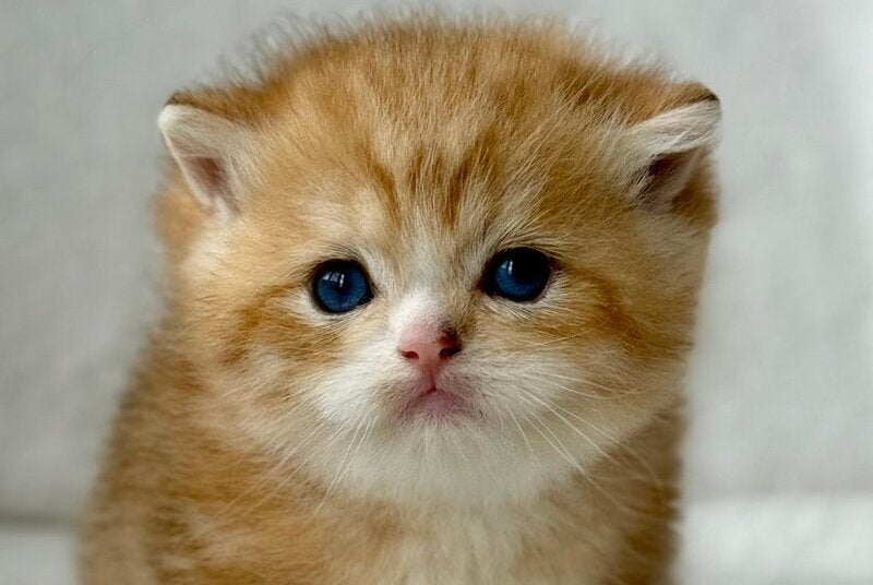 Xenon British Shorthair male, black golden spotted tabby