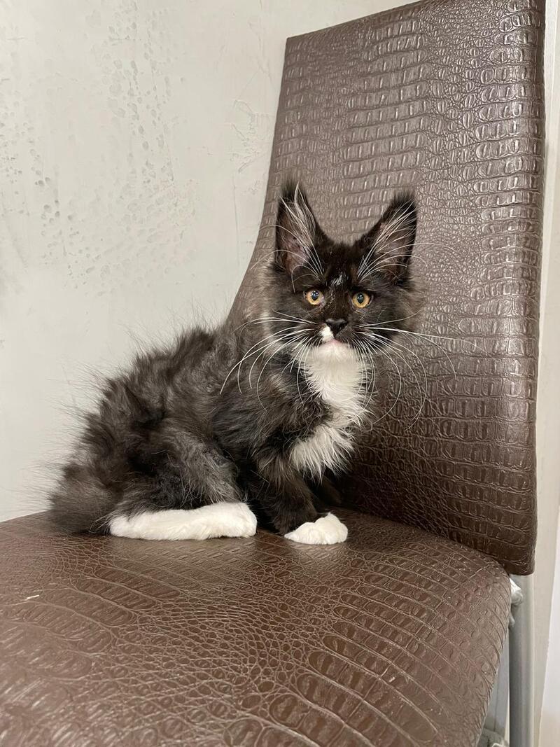 Irik Maine Coon male, black with white