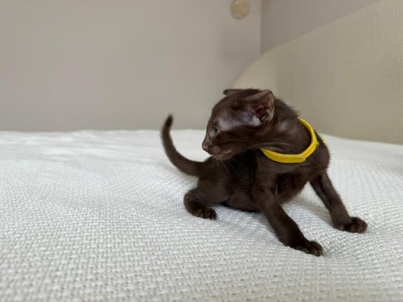 Adele Oriental Shorthair female chocolate - live animals