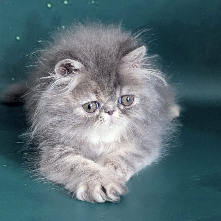 Patricia Persian female, blue tortie