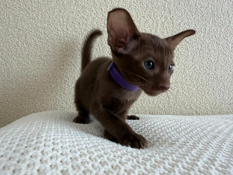 Amira Oriental Shorthair female chocolate - live animals